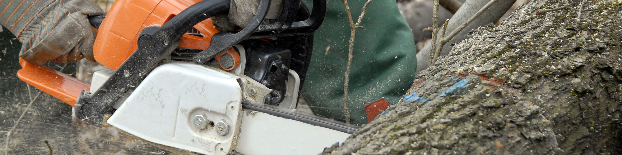 Tree Removal McKinney, Texas
