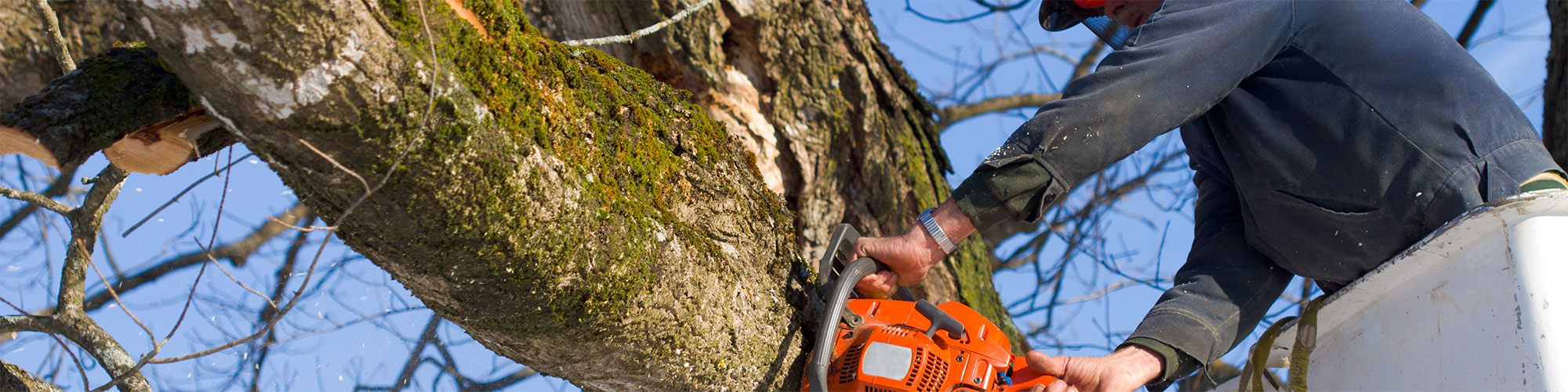 Tree Trimming McKinney, Texas