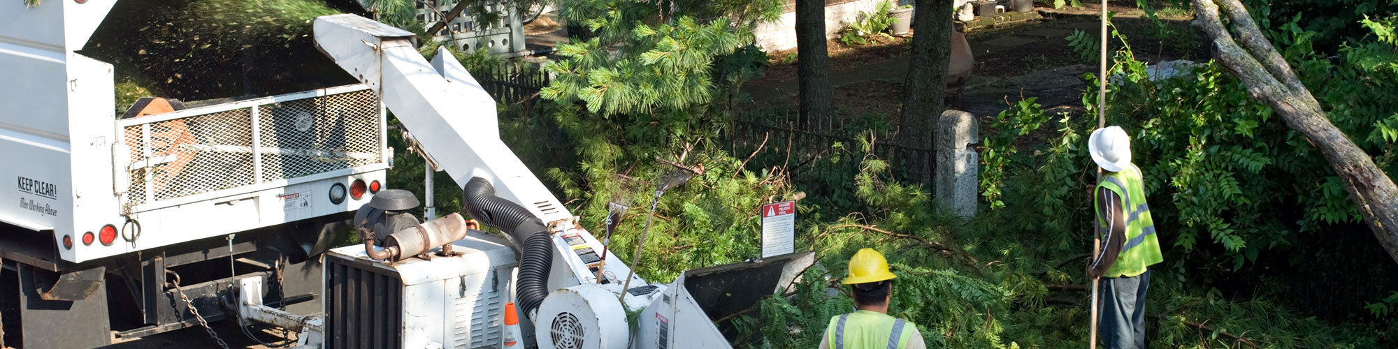Arborist McKinney, Texas