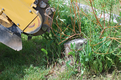 McKinney Stump Grinding