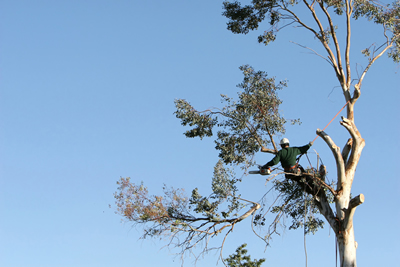 McKinney Tree Removal