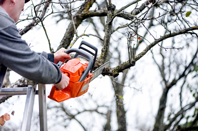 McKinney Tree Trimming